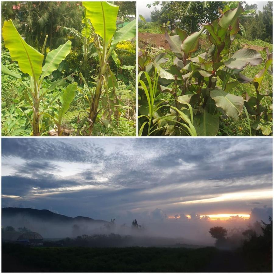 Au Coeur Des Plantations Guest House La Possession Ngoại thất bức ảnh